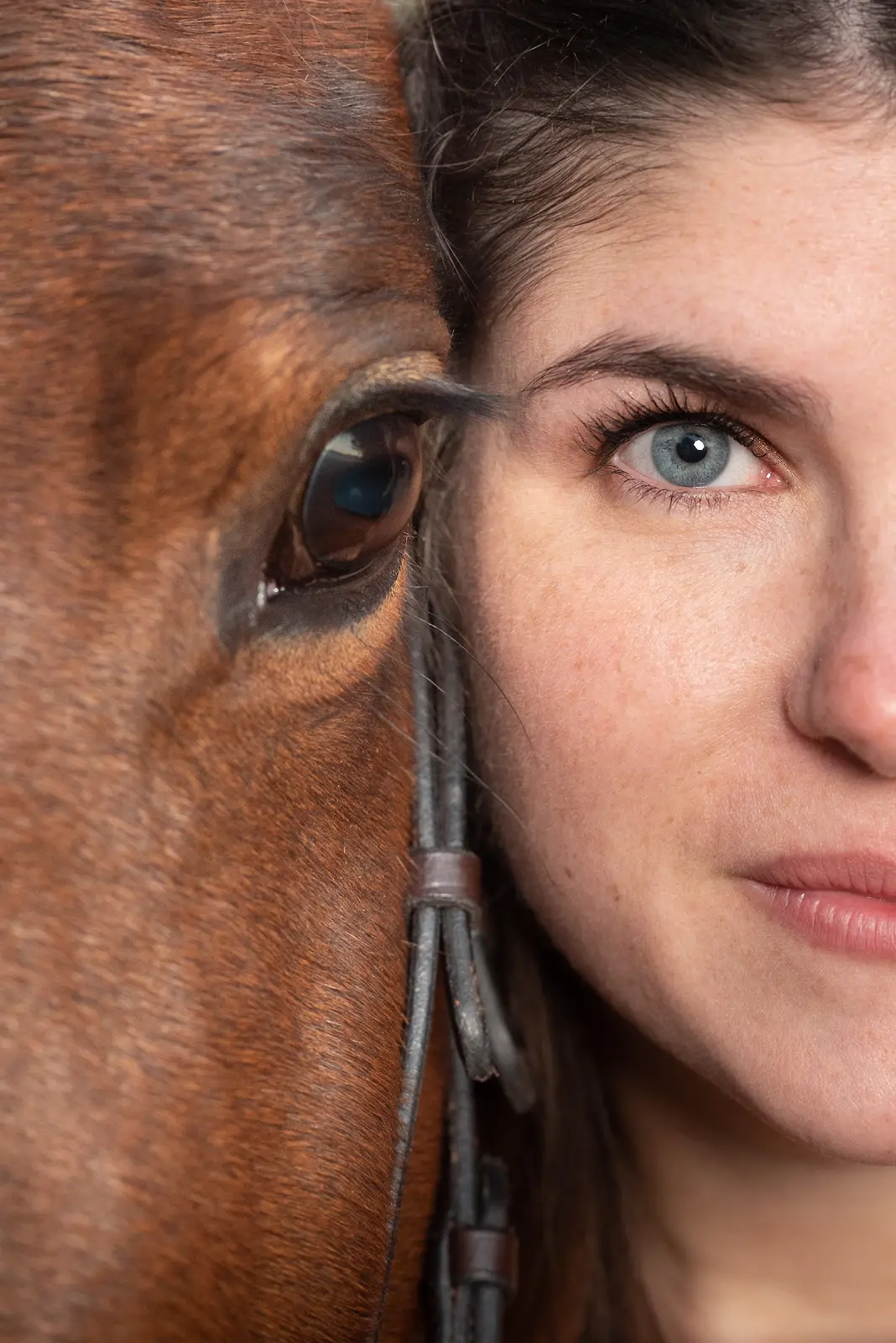 photographe animal le mans sarthe