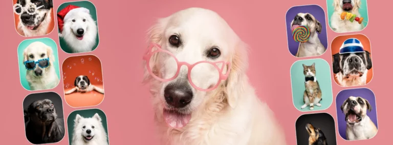 photographe chiens studio au mans animalls