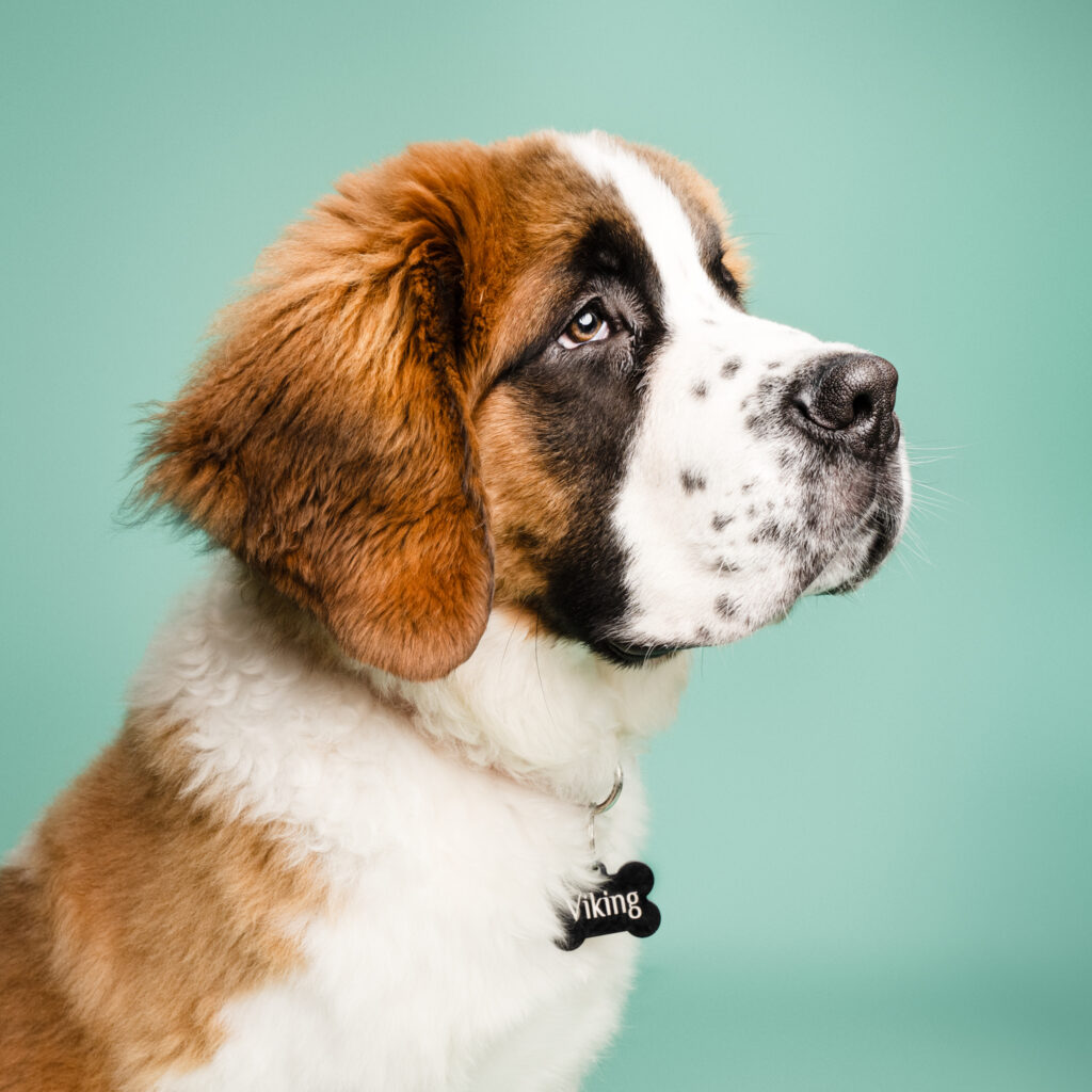 saint bernard sarthe