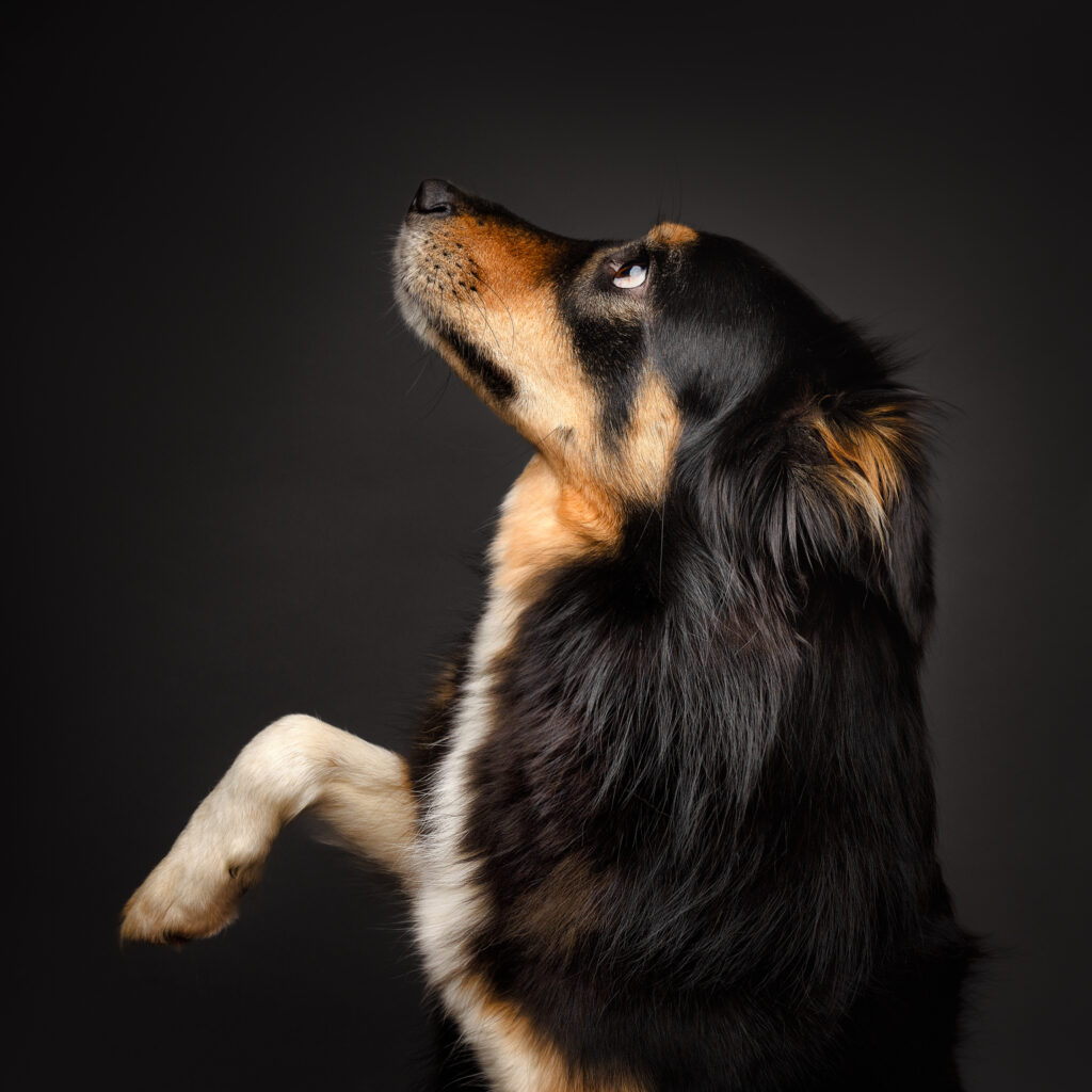 chien refuge le mans