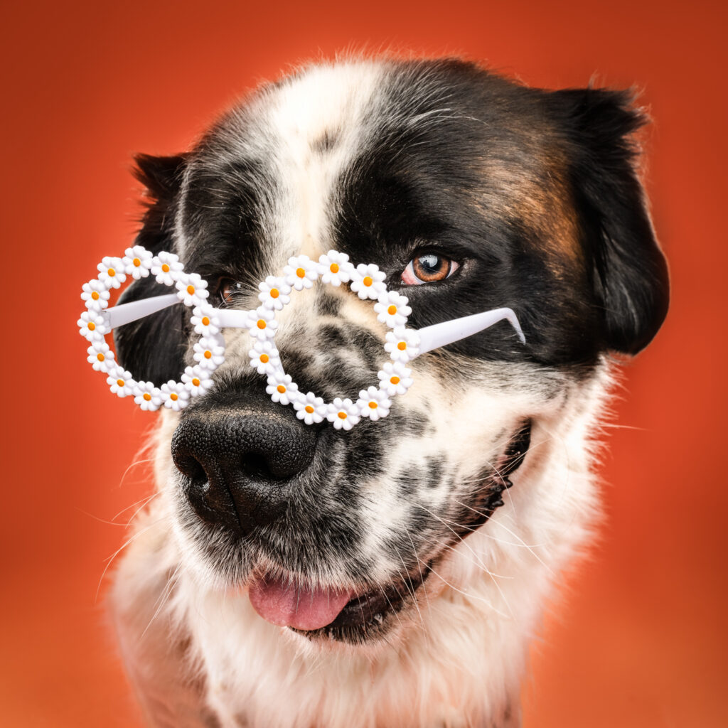 saint bernard studio le mans