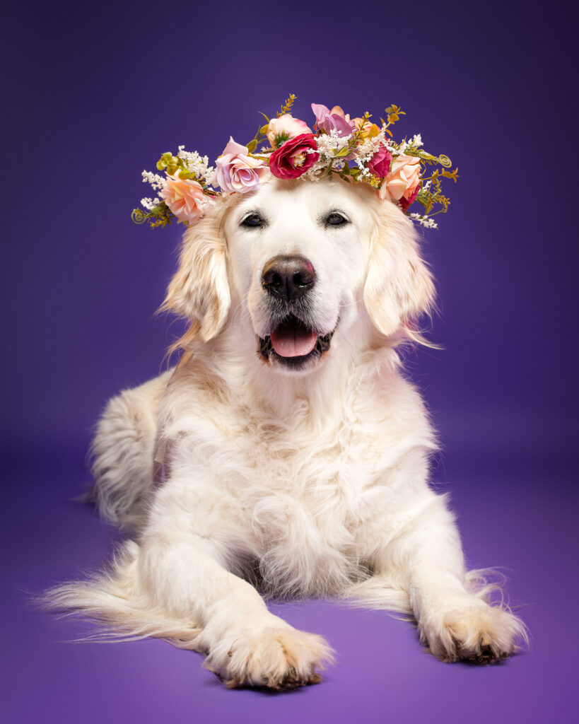 studio golden retriever