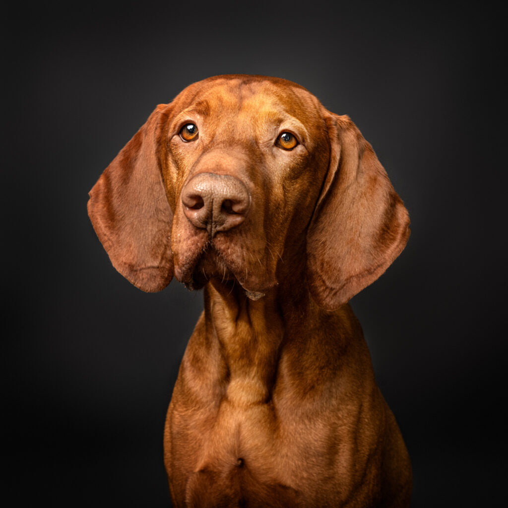 chien braque le mans