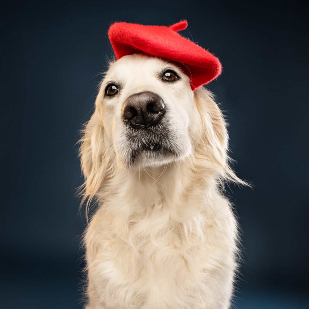 golden retriever sarthe