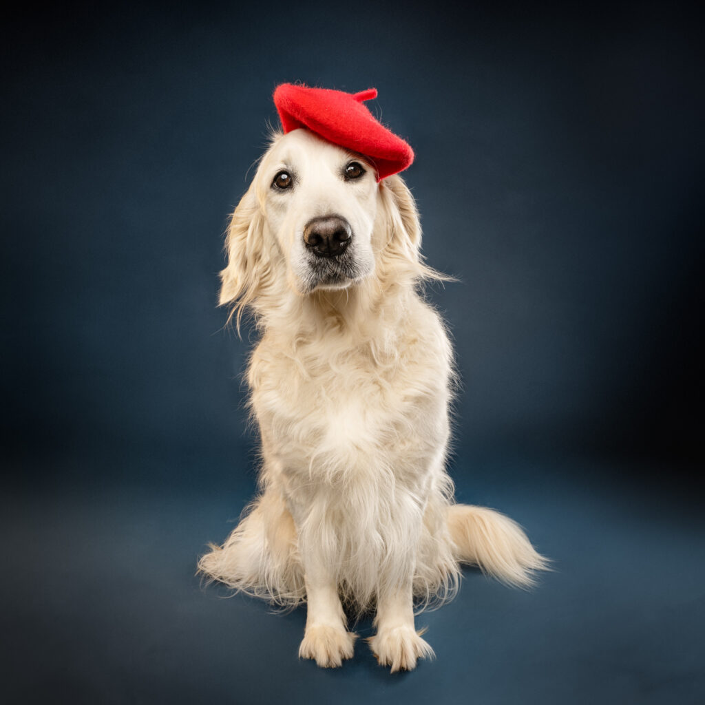 golden retriever le mans