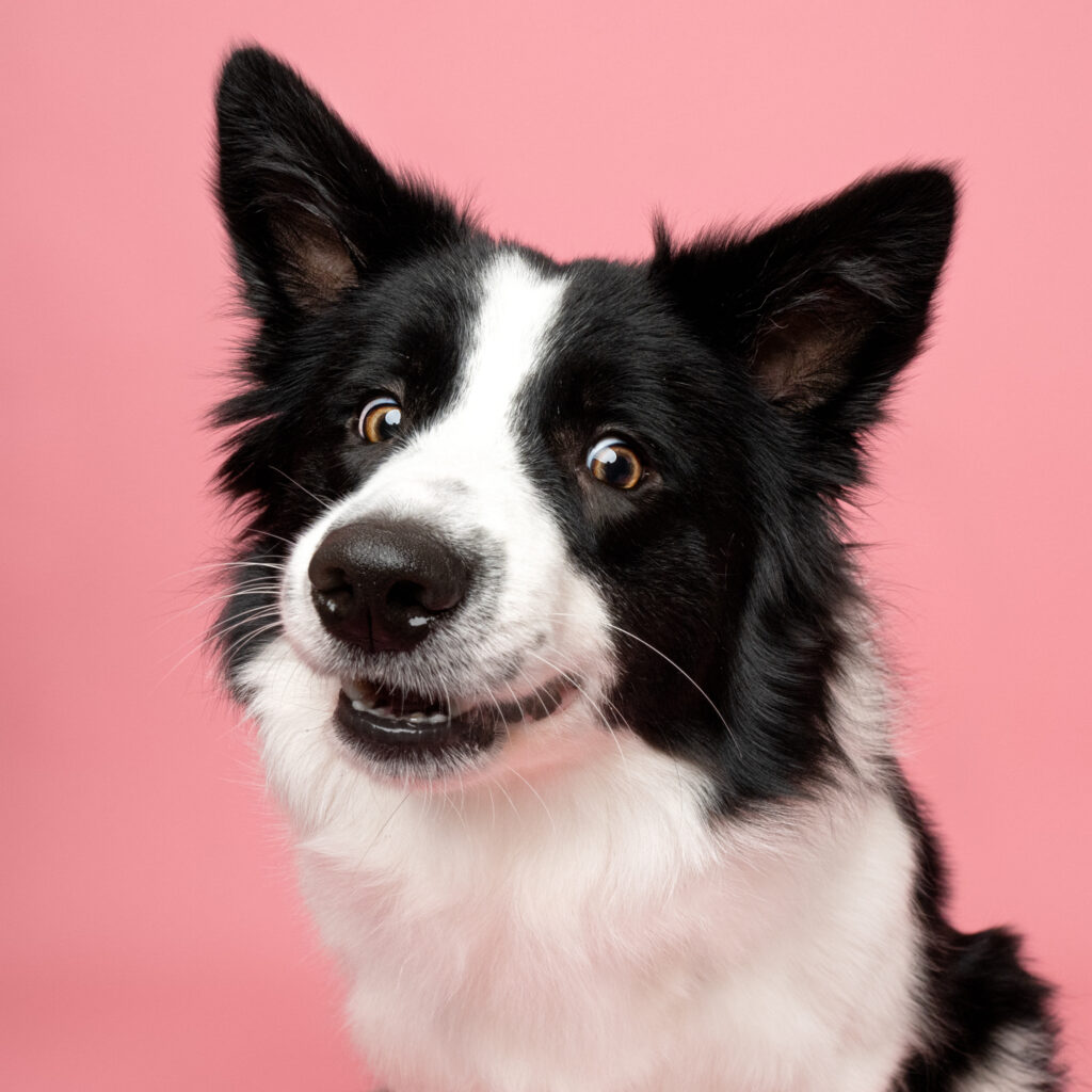 border collie le mans