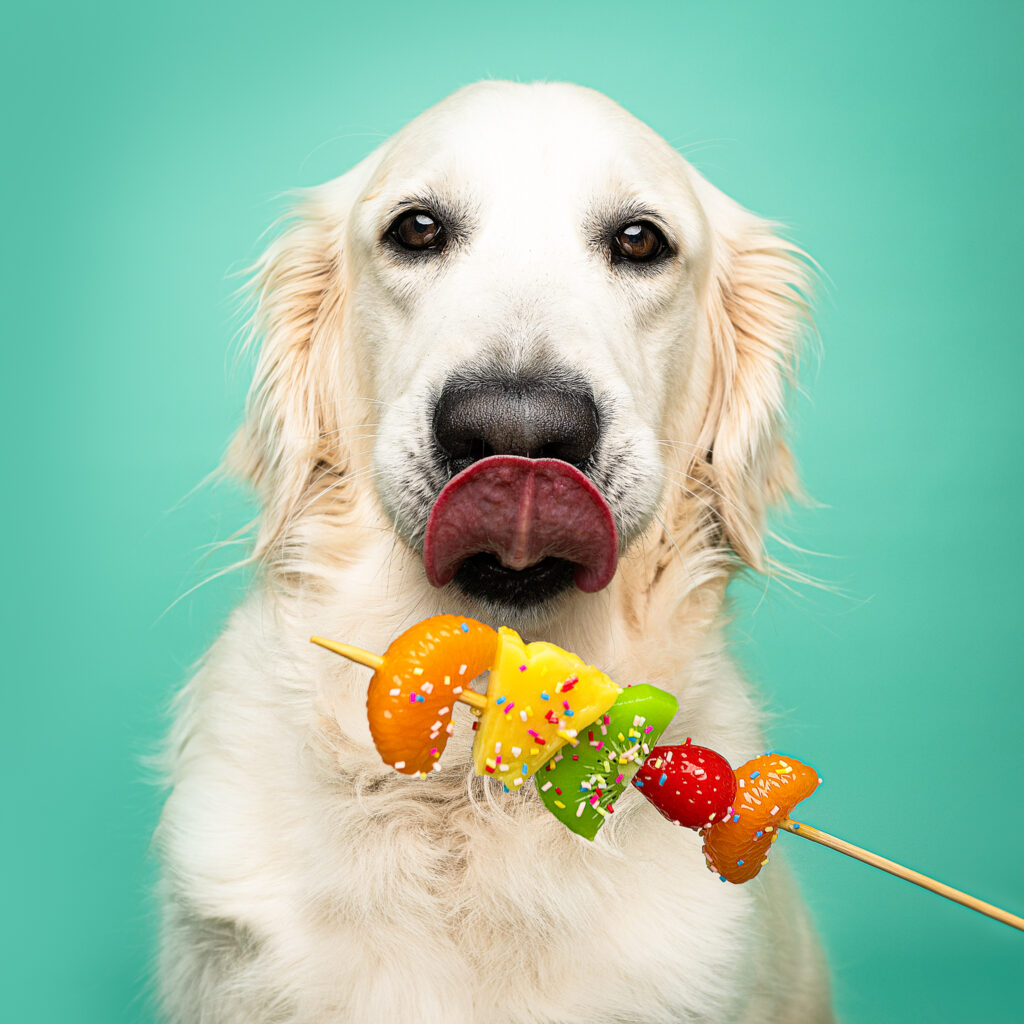 chien sucette le mans